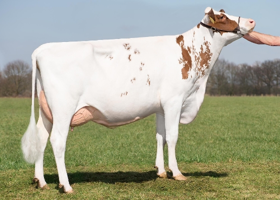 Barendonk Massia 7069 (Fun P)
eig: Barendonk Holsteins VOF, Beers
Barendonk Massia 7069 (Fun P)
eig: Barendonk Holsteins VOF, Beers