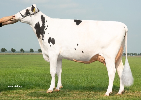 Molenkamp Isis 5324 (2dn calver, s. Finder) owner: Melkveebedrijf van Wichen, Maasbommel