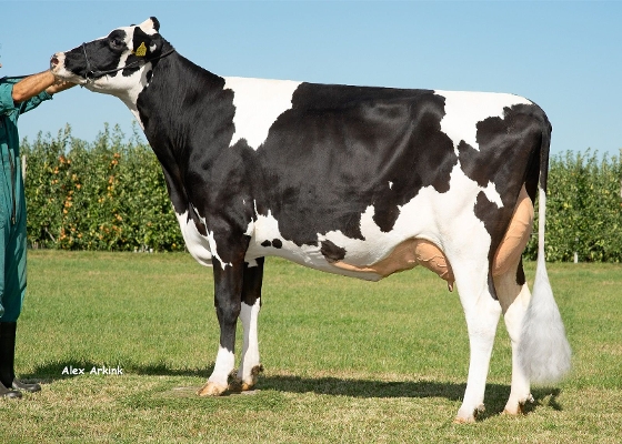 Louise 546 (2dn calver, s. Finder) owner: Mts Spithoven, Werkhoven