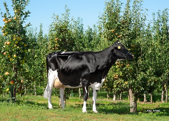 Louise 542 (2dn calver, s. Finder) owner: Mts Spithoven, Werkhoven