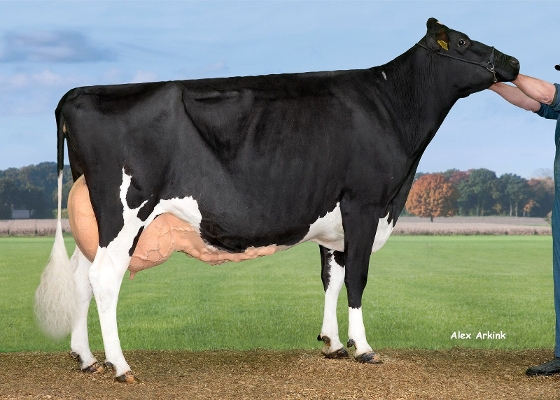 Hedra Jessi 624 (full sister Jupiler, 3rd calver ) owner: A J E Vernooij, Schalkwijk