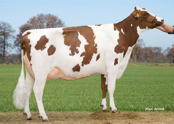 Judith 35 (dam of Jim P) owner: Barendonk Holsteins Vof, Beers Judith 35 (dam of Jim P) owner: Barendonk Holsteins Vof, Beers