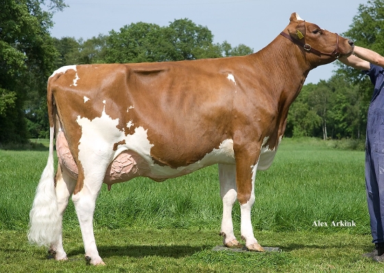 Judith 22 (granddam of Jim P) owner: J.G.Nijenhuis, Markelo Judith 22 (granddam of Jim P) owner: J.G.Nijenhuis, Markelo