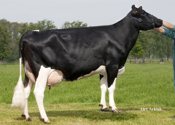 Judith 10 (3rd dam of Jim P) owner: J.G. Nijenhuis, Markelo Judith 10 (3rd dam of Jim P) owner: J.G. Nijenhuis, Markelo