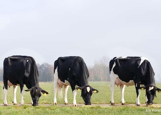 3 Atlantic daughters in the herd of van den Heuvel C.V.,  Bakel