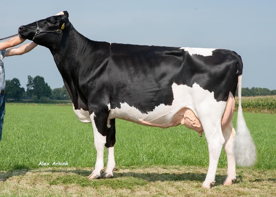 Irma 58 (2nd calver) owner: Mts Toebes-Groot Kormelink, Lievelde