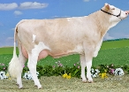 Frauke (s. Wobbler), 1st calf; owner: Matthias Leitner, Taching