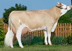 Frauke (s. Wobbler) 3rd calf; owner: Matthias Leitner, Taching