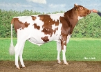 K&L Wilder Saturnus PP