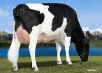 Bryhill Ransom Marquisse-ET (granddam of Matchup)