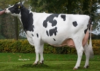 Corrie 72  ( 3rd calver) owner: J.H.M. Manders VOF, Milheeze
