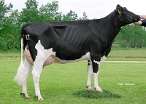 Newhouse Sneeker 422   (4th dam of Sturdy) owner: Benthemmer Holsteins, Ens