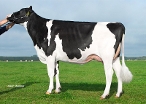 Drouner Dh Aiko 1456  (dam of Altitude) owner: Mts. H. & C. Albring, Drouwenermond