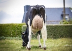 Nauriane de la Georgerie,    eig.: La Brasserie Holstein, 'Abbée Plomelin (France) 