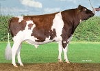 Kingfarm Holsteins Anreli-Red