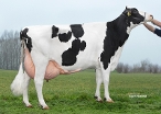 Elagaaster W Grietje 108 (6th calver, 83.000 kg M) owner: Melkveebedrijf van Berkum, Elahuizen