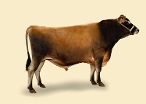 CRV Ambreed Herd Solutions 2021