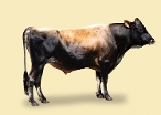 CRV Ambreed Herd Solutions 2021