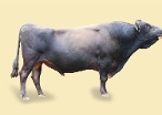 CRV Ambreed Herd Solutions