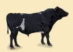 CRV Ambreed Herd Solutions