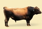   CRV Ambreed Herd Solutions 2021