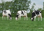 3 G-Force daughters in the herd of Mts. v/d Meulen-Algra, Suwald